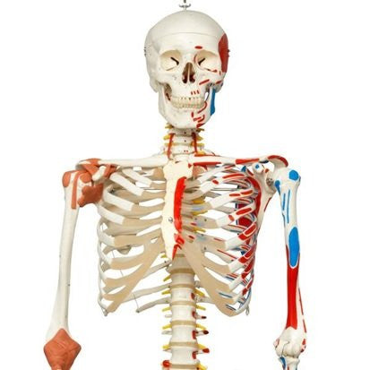 Sam the Super Skeleton with Pelvic Roller Stand