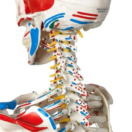 Sam the Super Skeleton with Pelvic Roller Stand