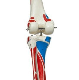 Sam the Super Skeleton with Pelvic Roller Stand