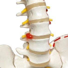 Sam the Super Skeleton with Pelvic Roller Stand