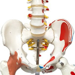 Sam the Super Skeleton with Pelvic Roller Stand