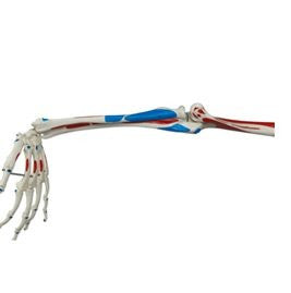 Sam the Super Skeleton with Pelvic Roller Stand