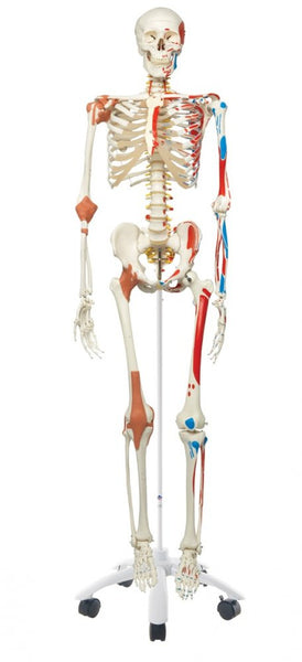 Sam the Super Skeleton with Pelvic Roller Stand