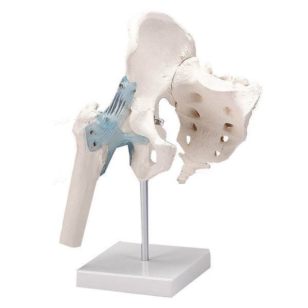 Anatomical Joint Models with Detatachable Ligaments
