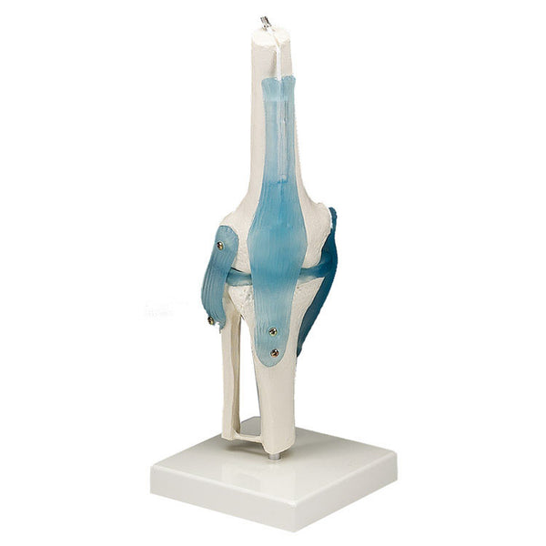 Anatomical Joint Models with Detatachable Ligaments