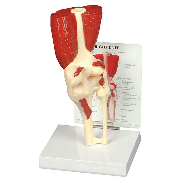 Anatomical Knee Joint Model with Muscles