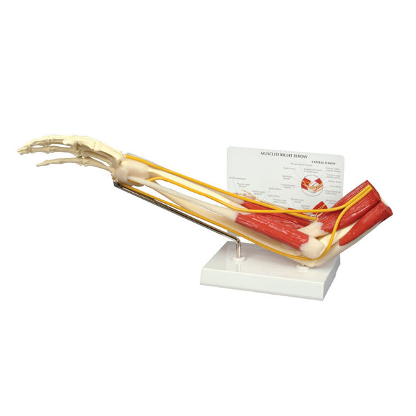 Anatomical Elbow Joint Model with Muscles