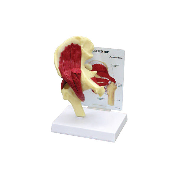 Anatomical Hip Joint Model with Muscles