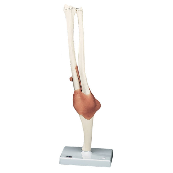 Anatomical Joint Model - Functional