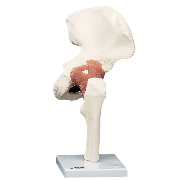 Anatomical Joint Model - Functional