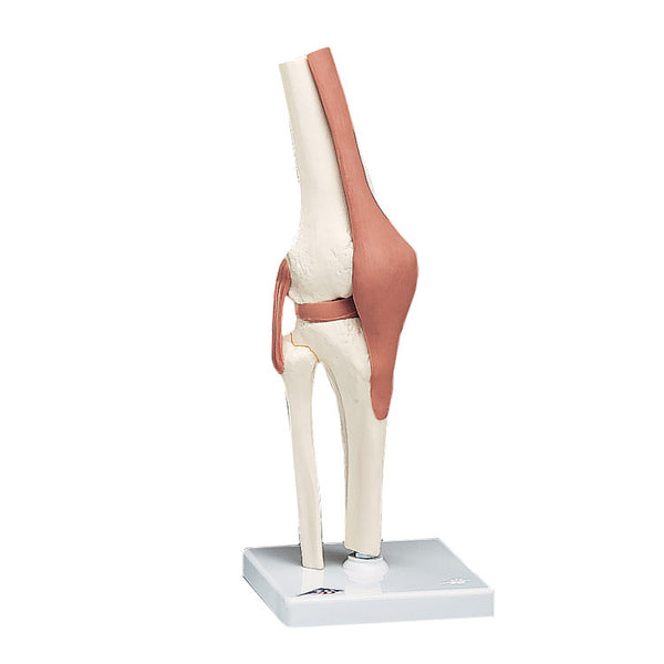 Anatomical Joint Model - Functional