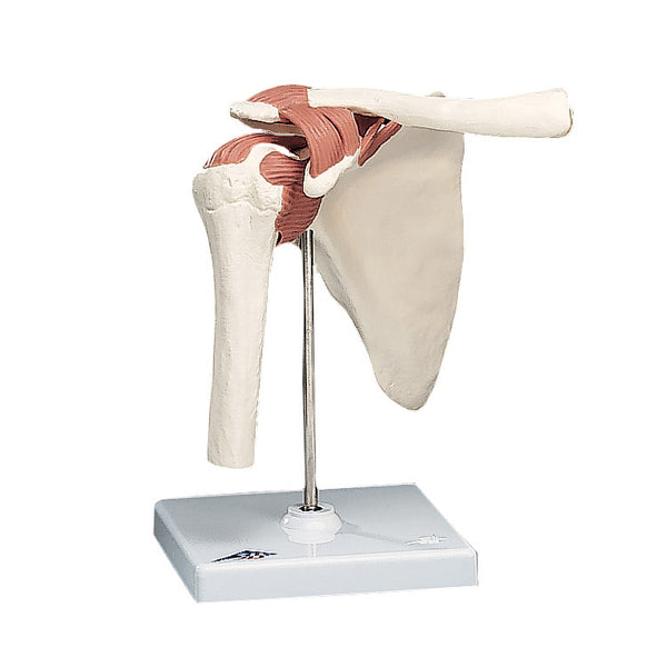 Anatomical Joint Model - Functional
