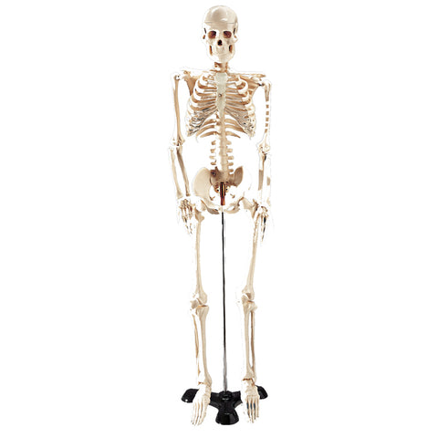 Mr. Thrifty Skeleton