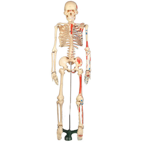 Mr. Thrifty Painted Skeleton with Numbers