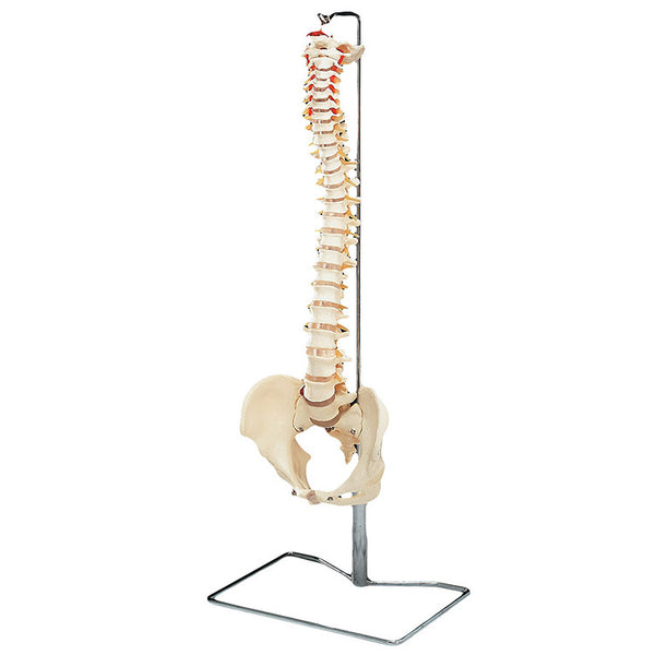 Vertebral Column with Stand - Flexible