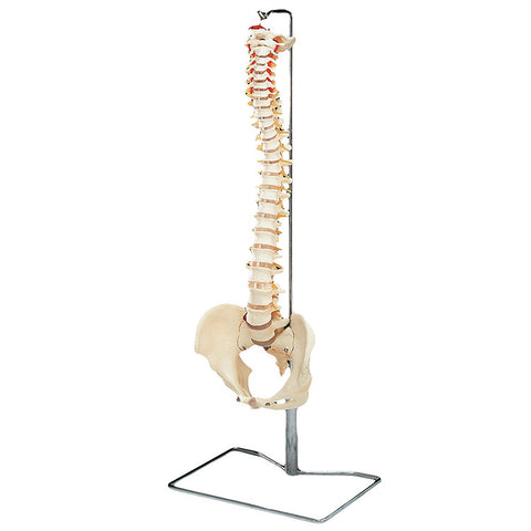 Vertebral Column with Stand - Flexible
