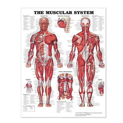 Anatomical Chart Giant Posters
