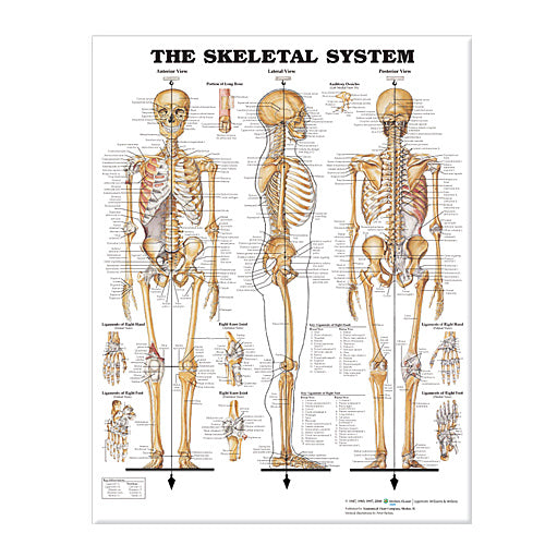 Anatomical Chart Giant Posters