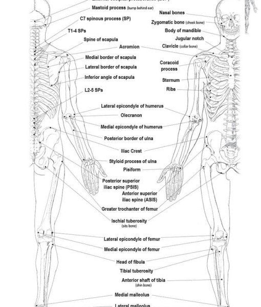 Muscle Manual Textbook